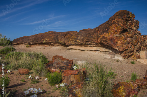 At about 220 million years old, Old Faithful is the largest petrified tree in Petrified Forest National Park, Arizona.