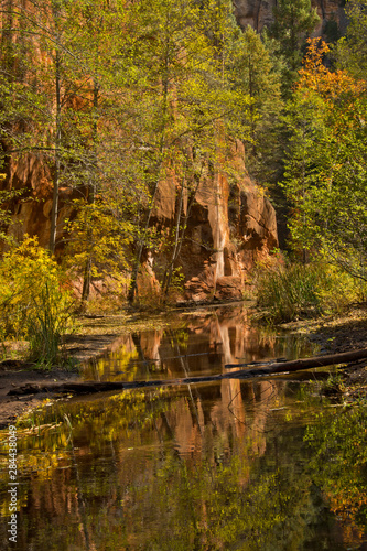 Fototapeta Naklejka Na Ścianę i Meble -  Autumn, Oak Creek Canyon, reflections, Oak Creek, Coconino National Forest, Sedona, Arizona, USA