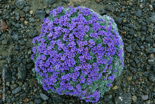 USA, Alaska, Arctic Forget-Me-Not, (Eritrichium chamissonis), wild flowers on Pribilof Island. photo