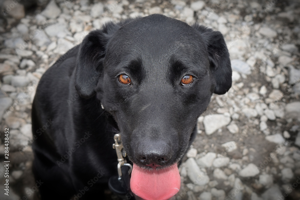 Black Lab Black Lab