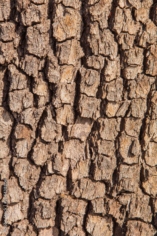 Patterns in the Bark of a Box Elder Tree Patterns in the Bark of a Box Elder Tree
