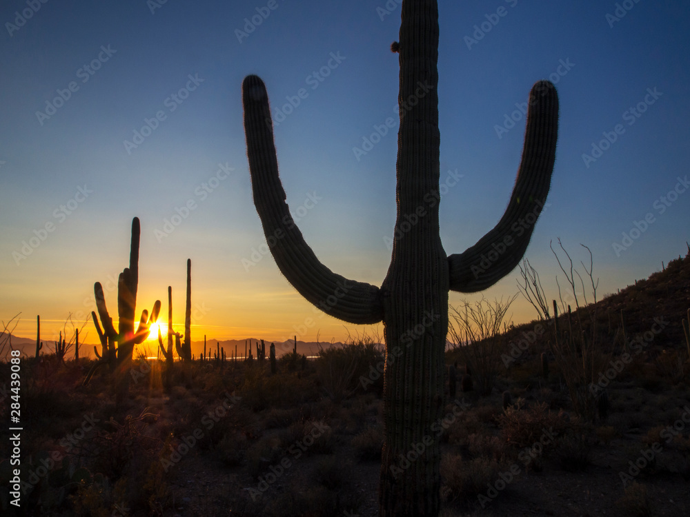 USA, Arizona, Saguaro National Park, Sonoran Desert and Saguaro Catus of the Saguaro National Park