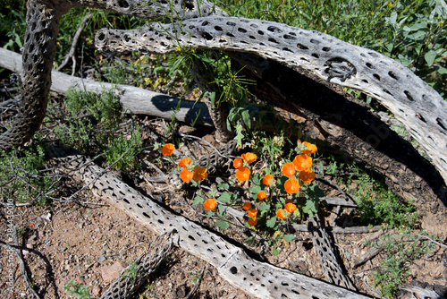 The Desert Globemallow grows in the arms of a cholla cactus skeleton. photo