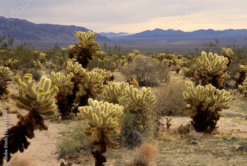 California: Joshua Tree National Monument, Colorado Desert, 'Cholla Cactus Garden,' jumping cholla ('Opuntia fulgida').