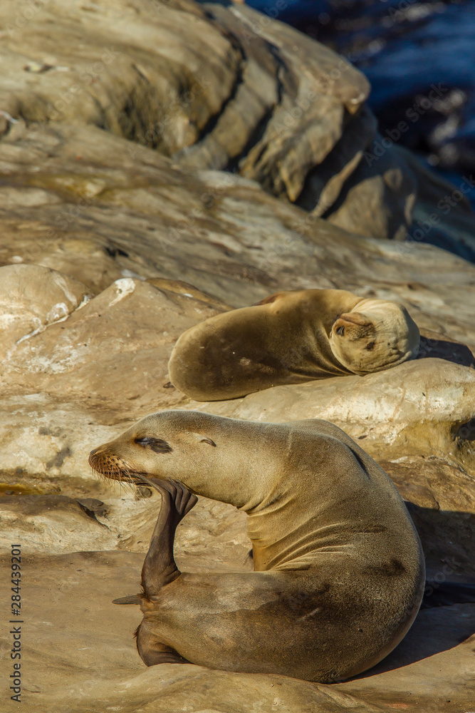 Fototapeta premium California Sea Lion hauled out on the Rocks of La Jolla Cove