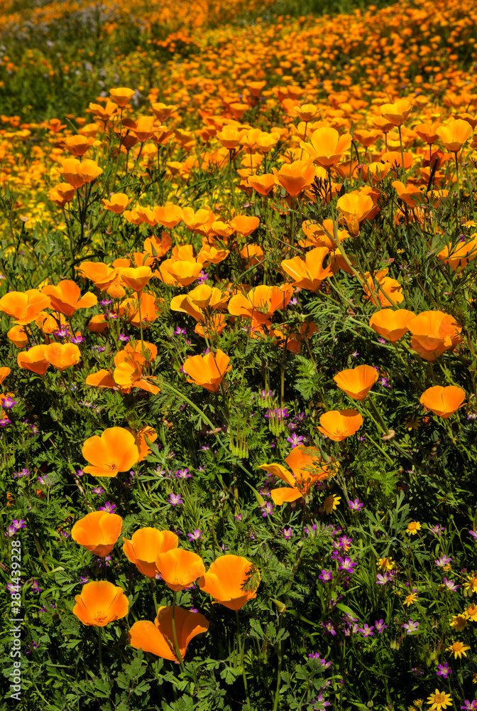 USA, California, Hemet. California poppies