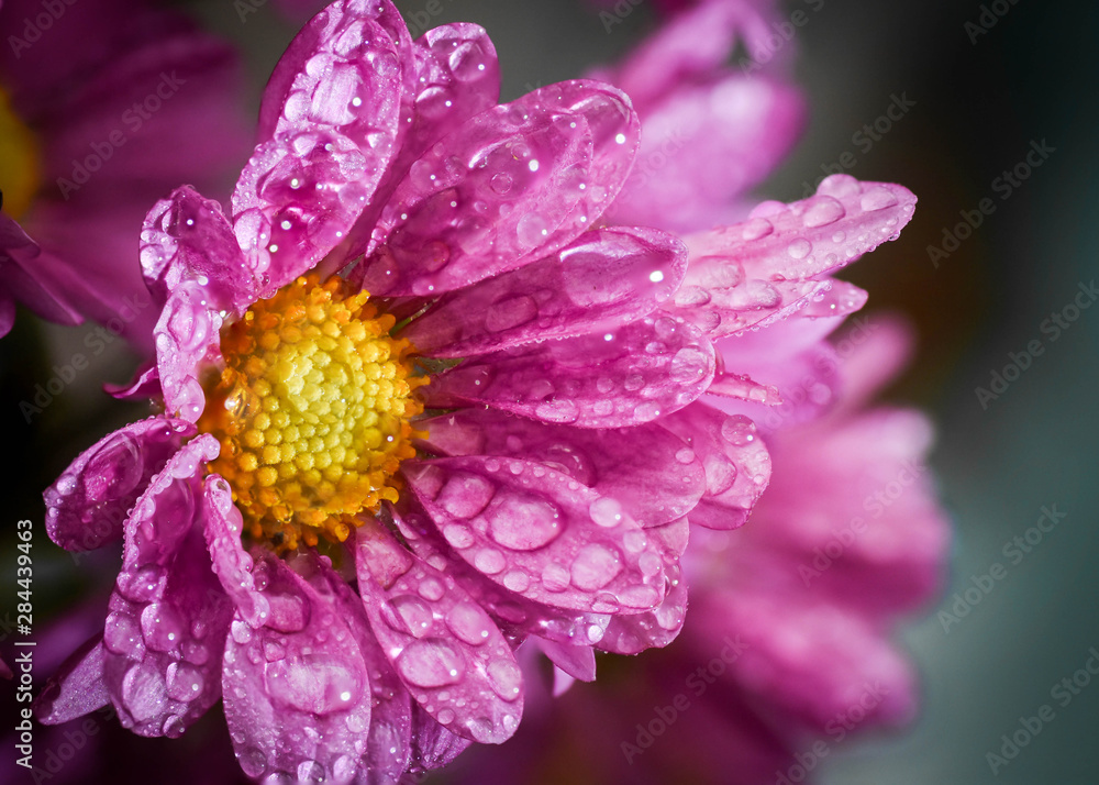 Purple pink flower is wet with raindrops droplets on its petals. Close up macro shot. Purple pink flower is wet with raindrops droplets on its petals. Close up macro shot.