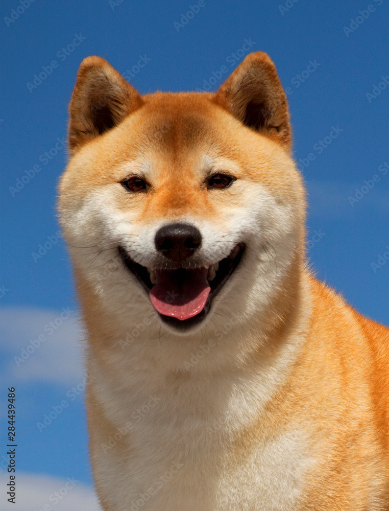 USA, California, Bishop. Close-up of pedigree Shiba Innu dog. 