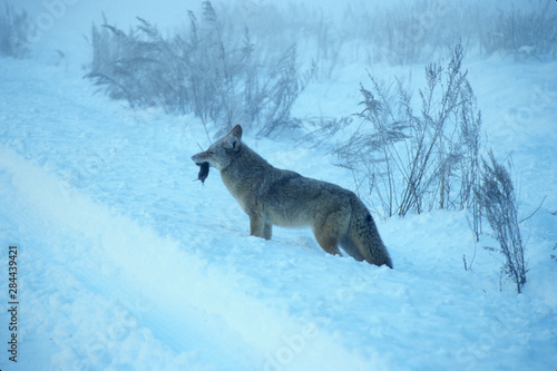 California  Yosemite National Park  coyote  Canis latrans  in snow with mouse in mouth  December