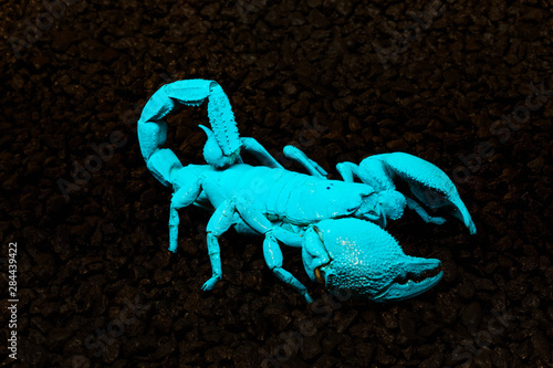 USA  California. Emperor scorpion under black light. 