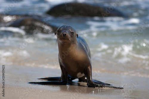 USA, California, La Jolla. Baby sea lion on sand. Credit as: Christopher Talbot Frank / Jaynes Gallery / DanitaDelimont.com