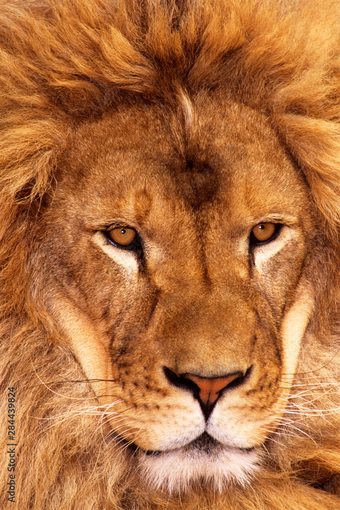 USA, California, Los Angeles County. Portrait of African lion male at Wildlife Waystation. (Wildlife Rescue) USA, California, Los Angeles County. Portrait of African lion male at Wildlife Waystation. (Wildlife Rescue)