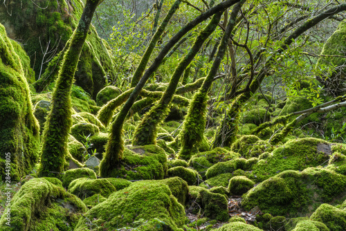 USA, California. Lush green mosses and ferns cover the trees during the rainy season in Sugarloaf State Park.