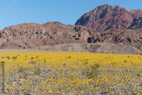 California. Death Valley's super bloom in 2016 exploded with both Desert sunflowers and Desert Marigold blossoms, creating a brilliant yellow carpet on the desert floor and the alluvial fans.