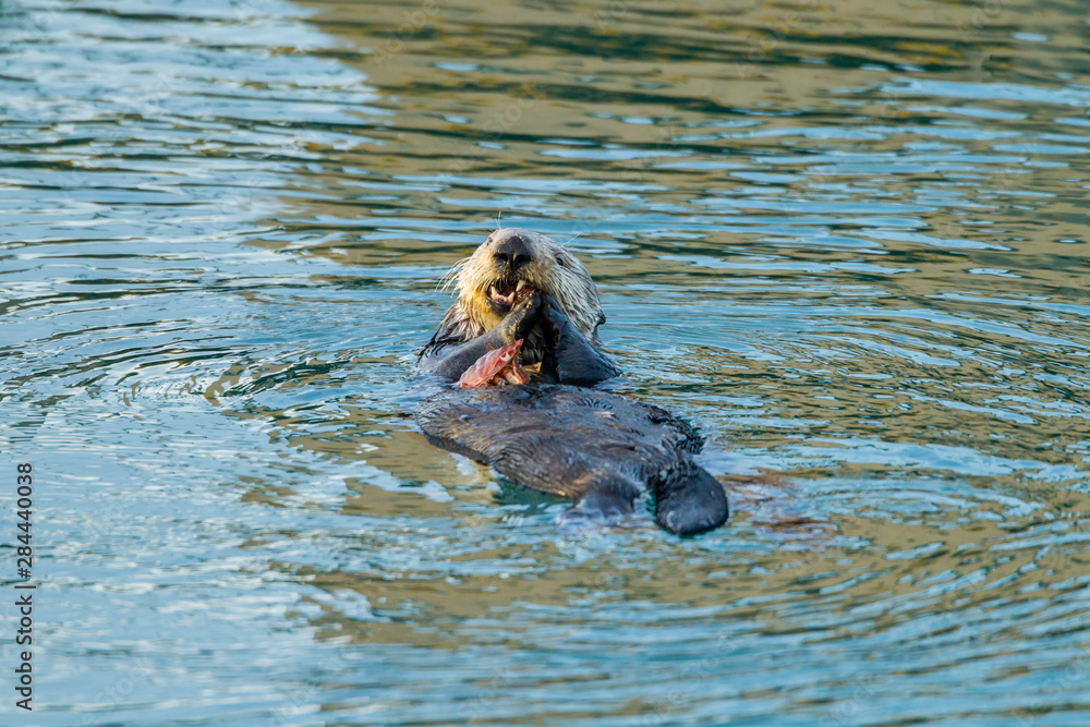 USA, California, Morro Bay. Sea otter floating on back while eating crab. Credit as: Cathy & Gordon Illg / Jaynes Gallery / DanitaDelimont.com USA, California, Morro Bay. Sea otter floating on back while eating crab. Credit as: Cathy & Gordon Illg / Jaynes Gallery / DanitaDelimont.com