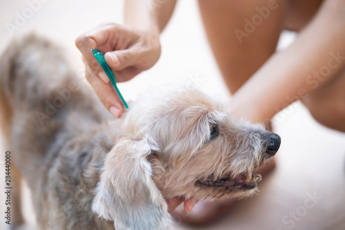 Close up woman applying tick and flea prevention treatment and medicine to her dog or pet.. photo