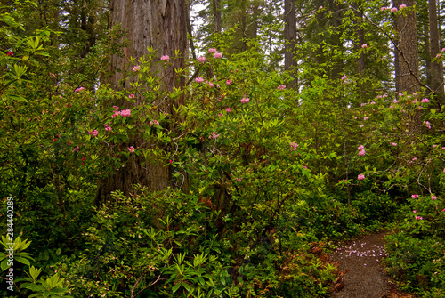 Rhododendrons blooming with Coast Redwood trees in Lady Bird Johnson Grove, Redwood National Park, CA.