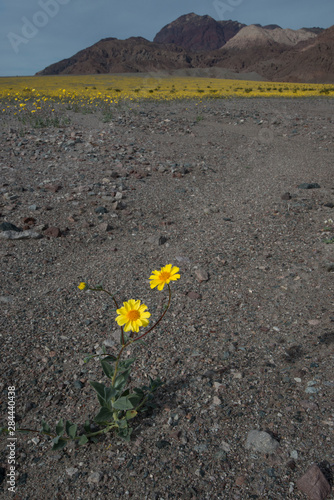 USA, California. Superbloom of Desert Gold (Geraea canescens) wildflowers growing on mounds of volcanic rocks and the desert floor Death Valley National Park © Judith Zimmerman/Danita Delimont