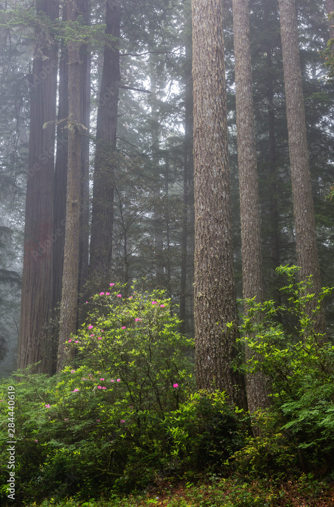 Fototapeta premium California, Del Norte Coast Redwoods State Park, redwood trees with rhododendrons