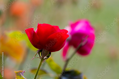 rosa flor © Motos e Paisagens
