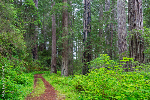 California  Del Norte Coast Redwoods State Park  Damnation Creek Trail and Redwood trees