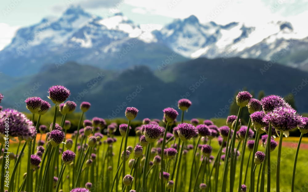 Obraz premium Wild flowers fields in Patagonia Argentina with mountains background
