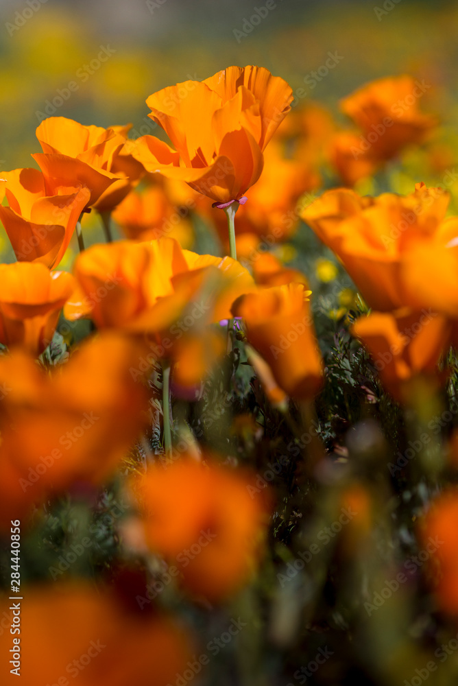 Obraz premium USA, California. Detail of California Poppy (Eschscholzia californica) in a field of poppies blooming in early spring in Antelope Valley