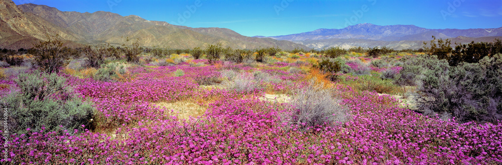 USA, California, Anza-Borrego DSP. Purple sand verbena carpets Anza-Borrego Desert State Park, California. USA, California, Anza-Borrego DSP. Purple sand verbena carpets Anza-Borrego Desert State Park, California.