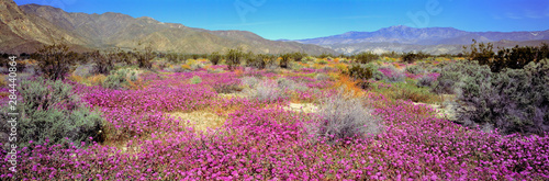 USA, California, Anza-Borrego DSP. Purple sand verbena carpets Anza-Borrego Desert State Park, California.