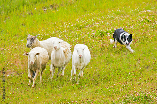 USA, Colorado, Summit County, Copper Mountain Resort. Border collie herding sheep. 