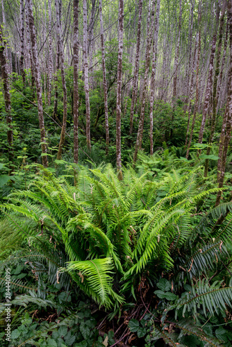 Usa  California. Prairie Creek Redwoods State and National park. Western Sword Fern  Polystichum munitum  in an alder forest