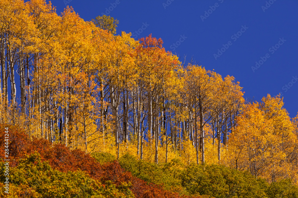 USA, Colorado, San Juan National Forest. Hilltop aspens in autumn. 