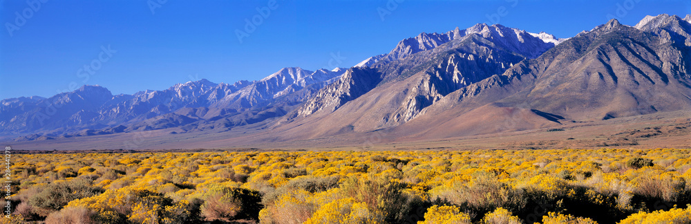 USA, California, Owens Valley. Rabbitbrush blooms in the late summer in the Owens Valley, California.