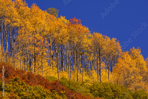 USA, Colorado, San Juan National Forest. Hilltop aspens in autumn. 