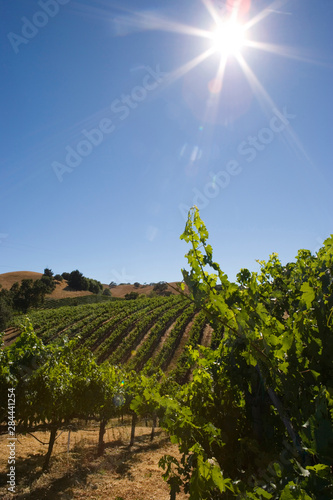 NA, USA, California, Napa County, Healdsburg, Vineyards photo