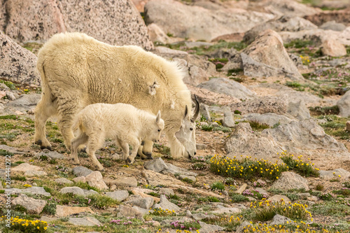 USA, Colorado, Mt. Evans. Mountain goat nanny and kid eating. Credit as: Cathy and Gordon Illg / Jaynes Gallery / DanitaDelimont.com