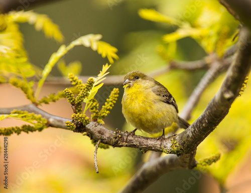 Yellow Finch with young seeds of a Honey Locust Tree.