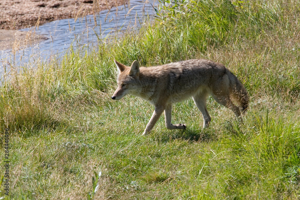 North America - USA - Colorado - Rocky Mountain National Park. Coyote - Canis latrans.