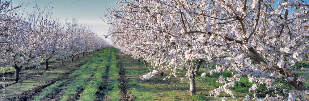 USA, California, Merced Co. Almond blossoms bloom in the spring near Santa Nella in Merced County in California. USA, California, Merced Co. Almond blossoms bloom in the spring near Santa Nella in Merced County in California.