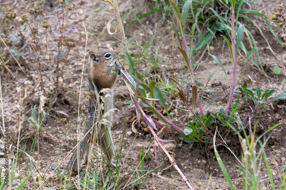 Obraz premium North America - USA - Colorado - Rocky Mountain National Park. Golden-mantled ground squirrel - Spermophilus lateralis.