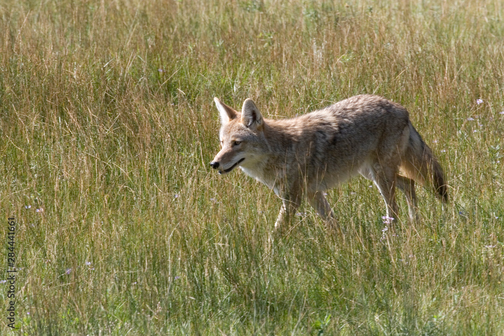 Obraz premium North America - USA - Colorado - Rocky Mountain National Park. Coyote - Canis latrans.