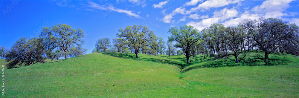 USA, California, Sacramento Valley. Oak trees flourish in the gentle rolling hills of the Sacramento Valley, California.