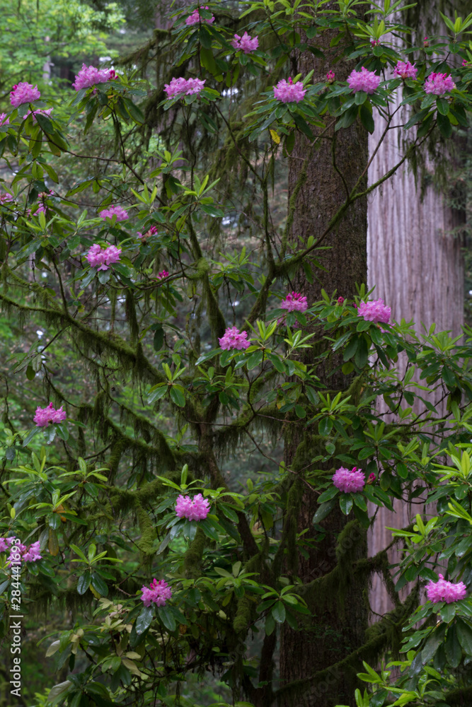 USA, California. Rhododendron (Rhododendron Macrophyllum) and redwood trees, Redwoods National Park