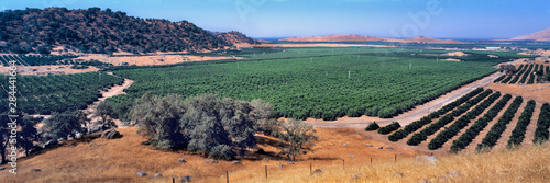 USA, California, Kings Co. Orange groves are planted right to the foothills near Lemon Cove in the San Joaquin Valley, California. photo