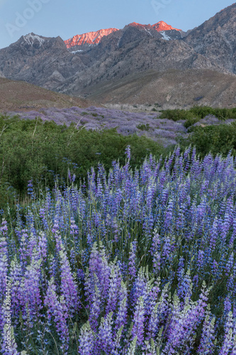 USA, California, Sierra Nevada Mountains. Inyo bush lupine blooms and mountains. 