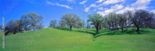 USA, California, Sacramento Valley. Oak trees flourish in the gentle rolling hills of the Sacramento Valley, California.