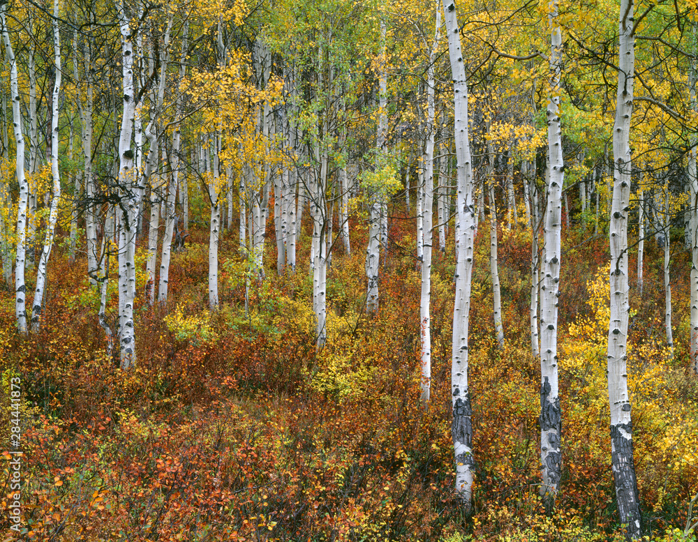 USA, Colorado, Gunnison National Forest, Fall colored grove of quaking aspen (Populus tremuloides) in the West Elk Mountains.