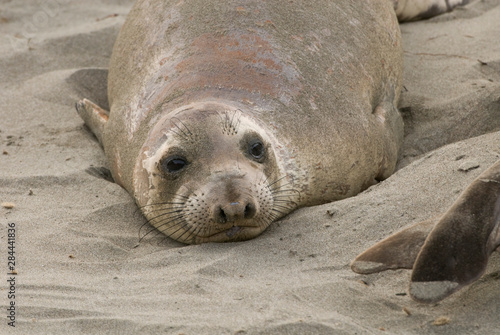 USA, CA, Piedras Blancas. Elephant seal (Mirounga angustirostris) rookery on central California coast. Elephant seals once hunted to near extinction in late 1800's.