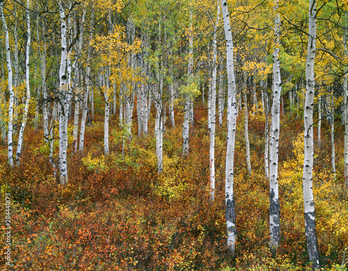 Fototapeta Naklejka Na Ścianę i Meble -  USA, Colorado, Gunnison National Forest, Fall colored grove of quaking aspen (Populus tremuloides) in the West Elk Mountains.