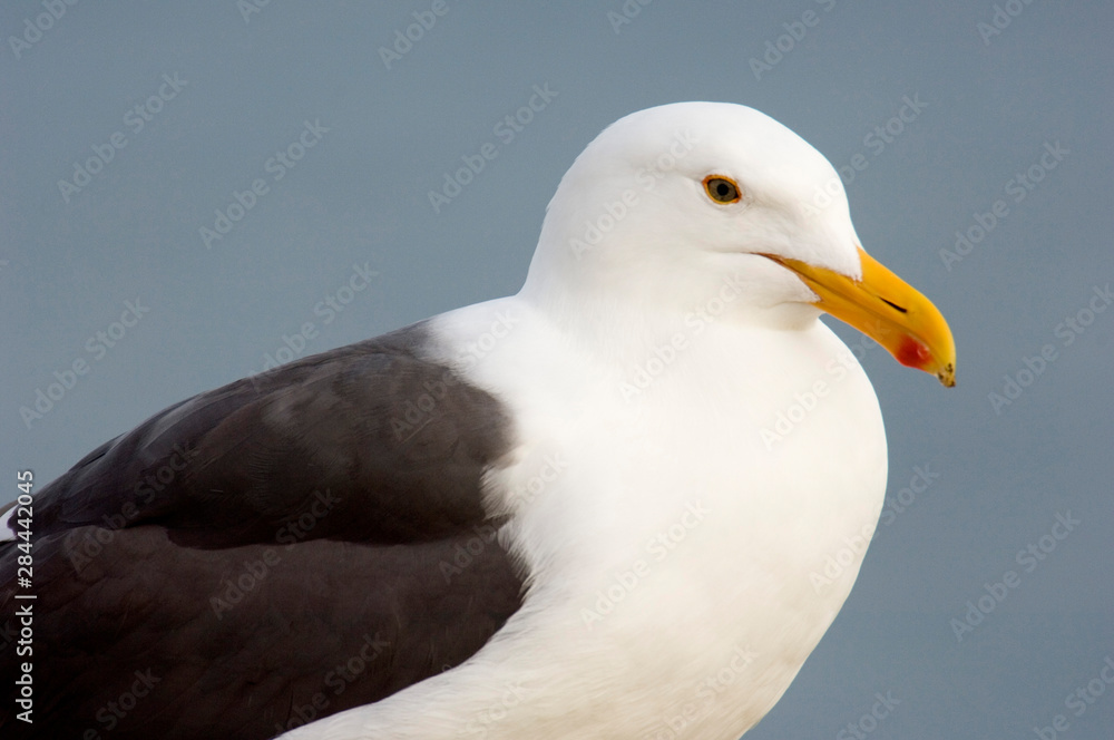 USA, California, La Jolla, Western Gull USA, California, La Jolla, Western Gull